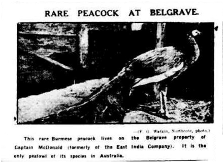 Argus 08-11-1924.jpg